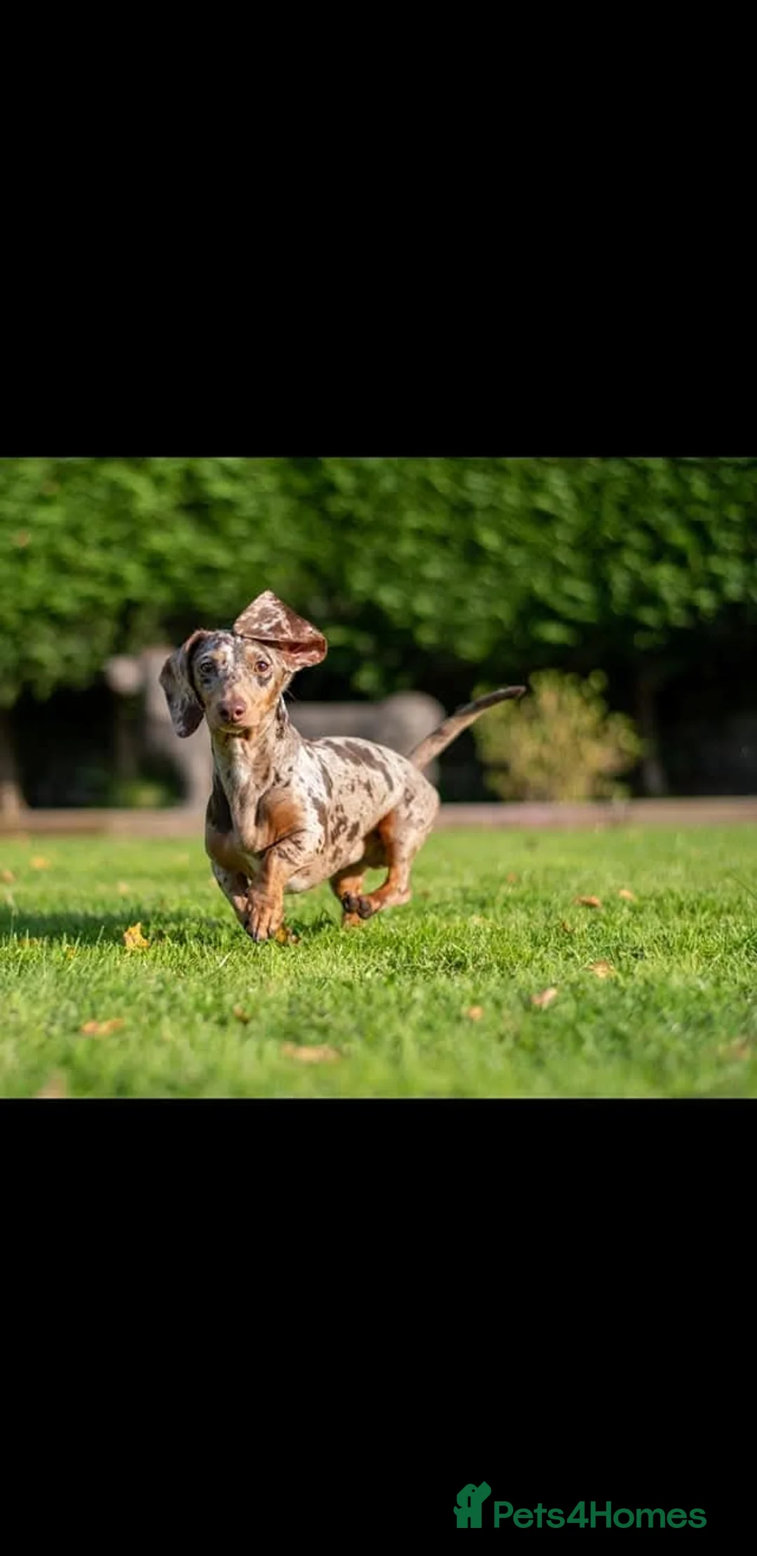 Miniature Dachshund dogs for stud: Mr Bogangles  - Advert 10
