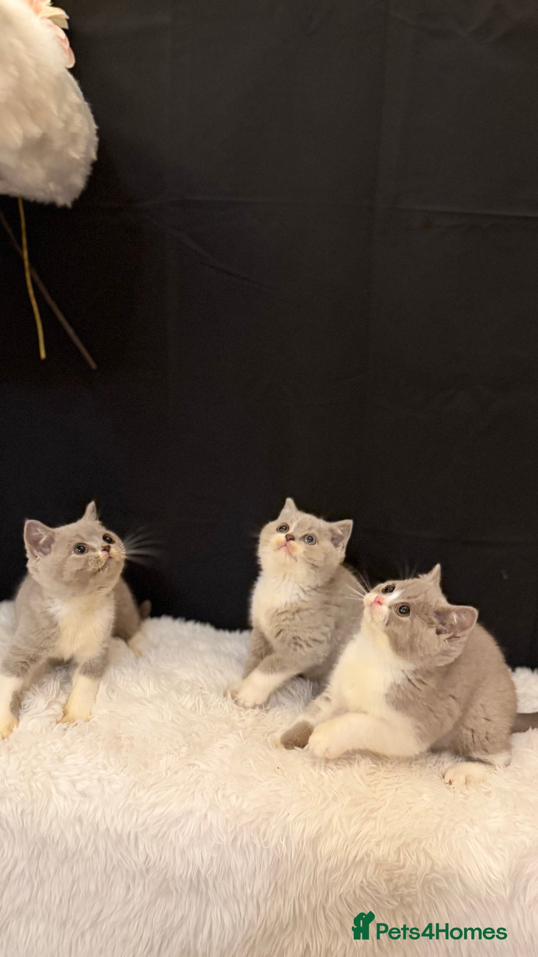 British Shorthair cats for sale: 😽Full Pedigree Registered BSH🌷Trusted Breeder - Advert 15