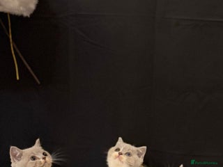 British Shorthair cats 😽Full Pedigree Registered BSH🌷Trusted Breeder - Advert 6