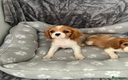 Cavalier King Charles Spaniel dogs for sale: Health tested stunning puppies - Advert 7