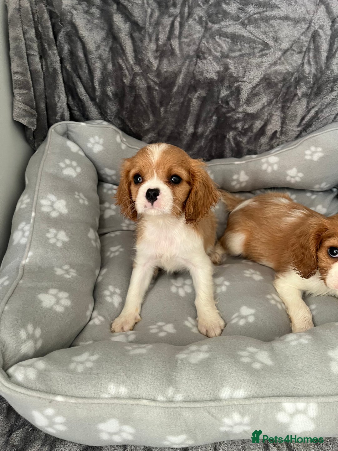 Cavalier King Charles Spaniel dogs for sale: Health tested stunning puppies - Advert 7