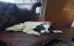 Cocker Spaniel dogs for sale: Female cocker spaniel  - Image 4