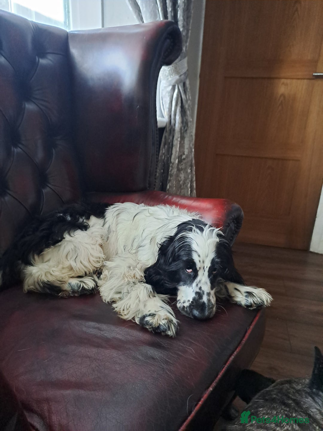 Cocker Spaniel dogs for sale: Female cocker spaniel  - Image 4