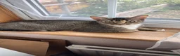 Abyssinian cats for sale: Beautiful Abyssinian Kitten Girl for adoption  in London - Advert 4