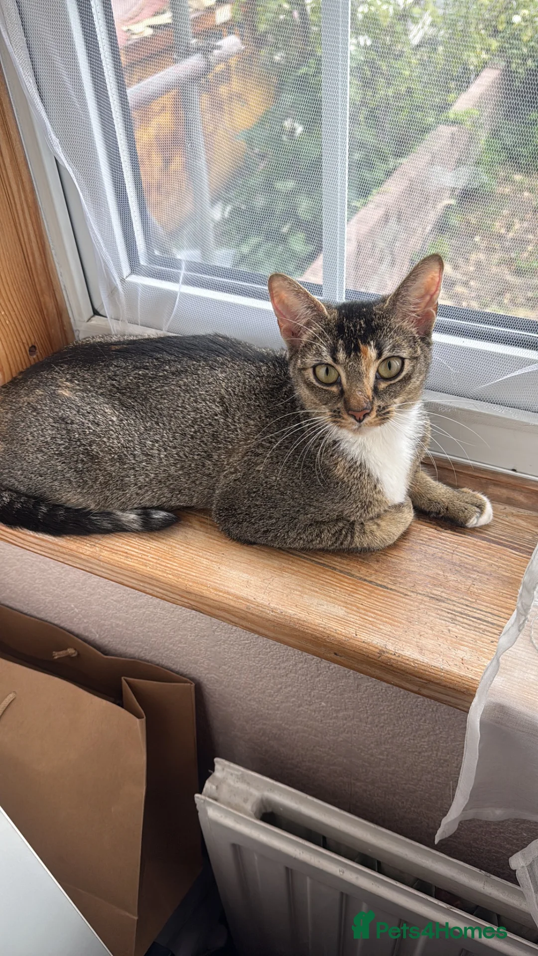 Abyssinian cats for sale: Beautiful Abyssinian Kitten Girl for adoption  in London - Advert 4