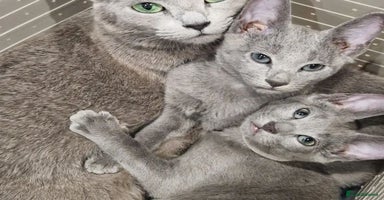 Russian Blue cats - Advert 2