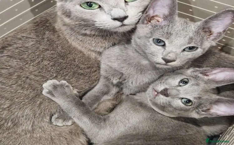 Russian Blue cats - Advert 11