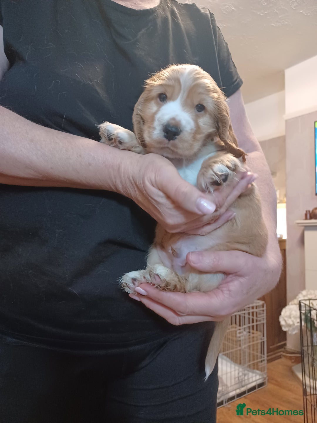 Cocker Spaniel dogs for sale: Golden KC Registered English Show Cocker Spaniels - Advert 3