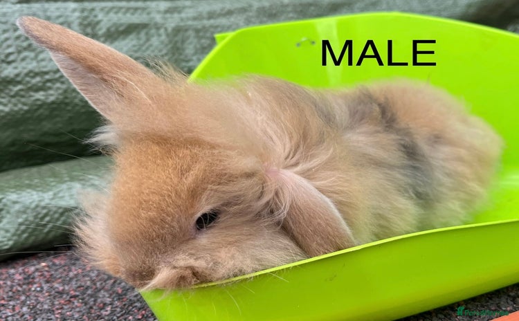 Lionhead rabbits - Advert 18