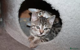 Bengal cats for sale: Adorable, affectionate, so cute kittens for sale!! - Image 39