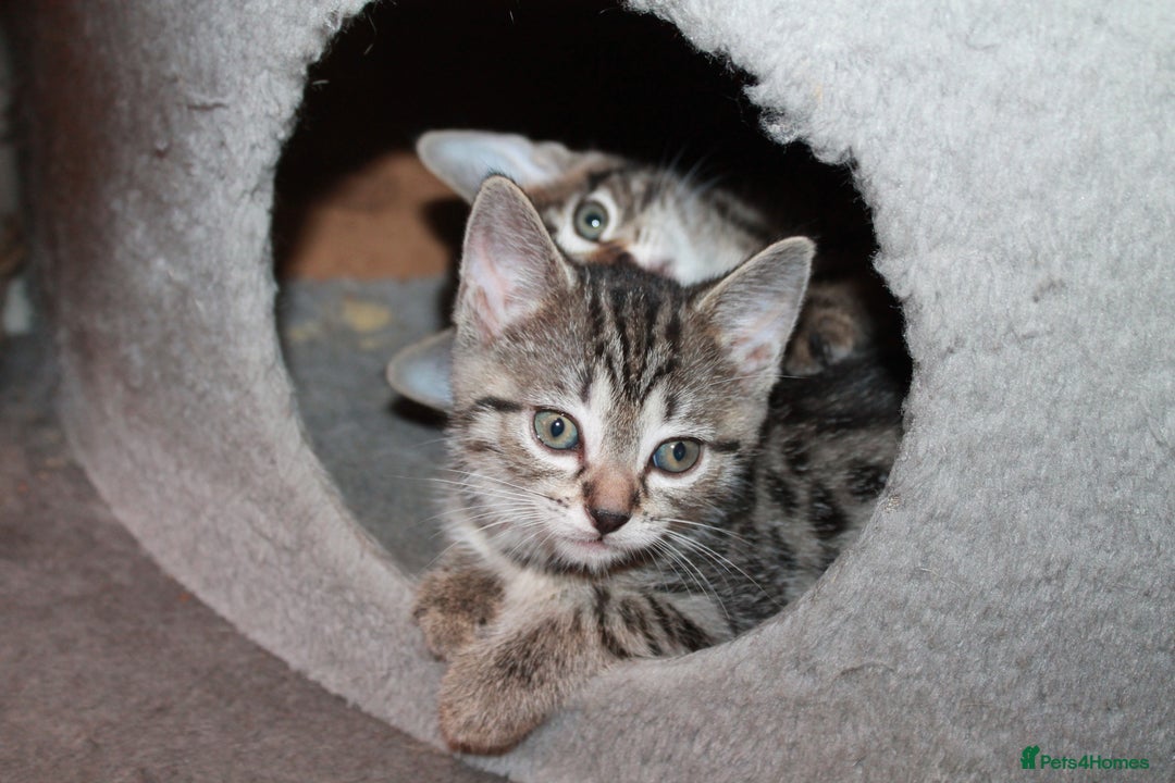 Bengal cats for sale: Adorable, affectionate, so cute kittens for sale!! - Image 39