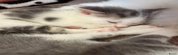 Mixed Breed cats for sale: Two lovely kittens for rehoming  - Advert 6