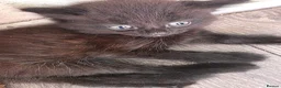 Mixed Breed cats for sale: 2 black fluffy kittens  - Advert 2