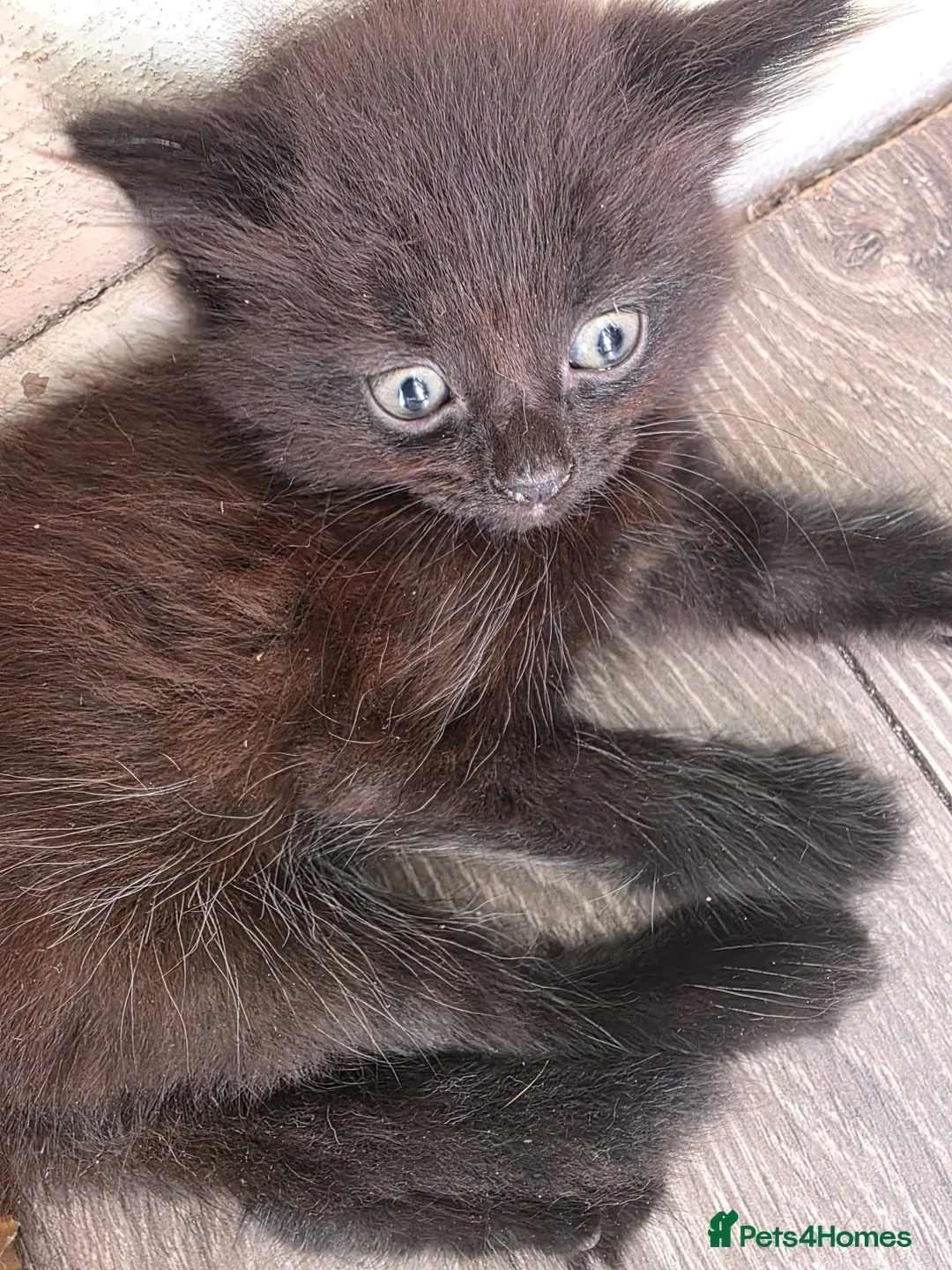 Mixed Breed cats for sale: 2 black fluffy kittens  - Advert 2