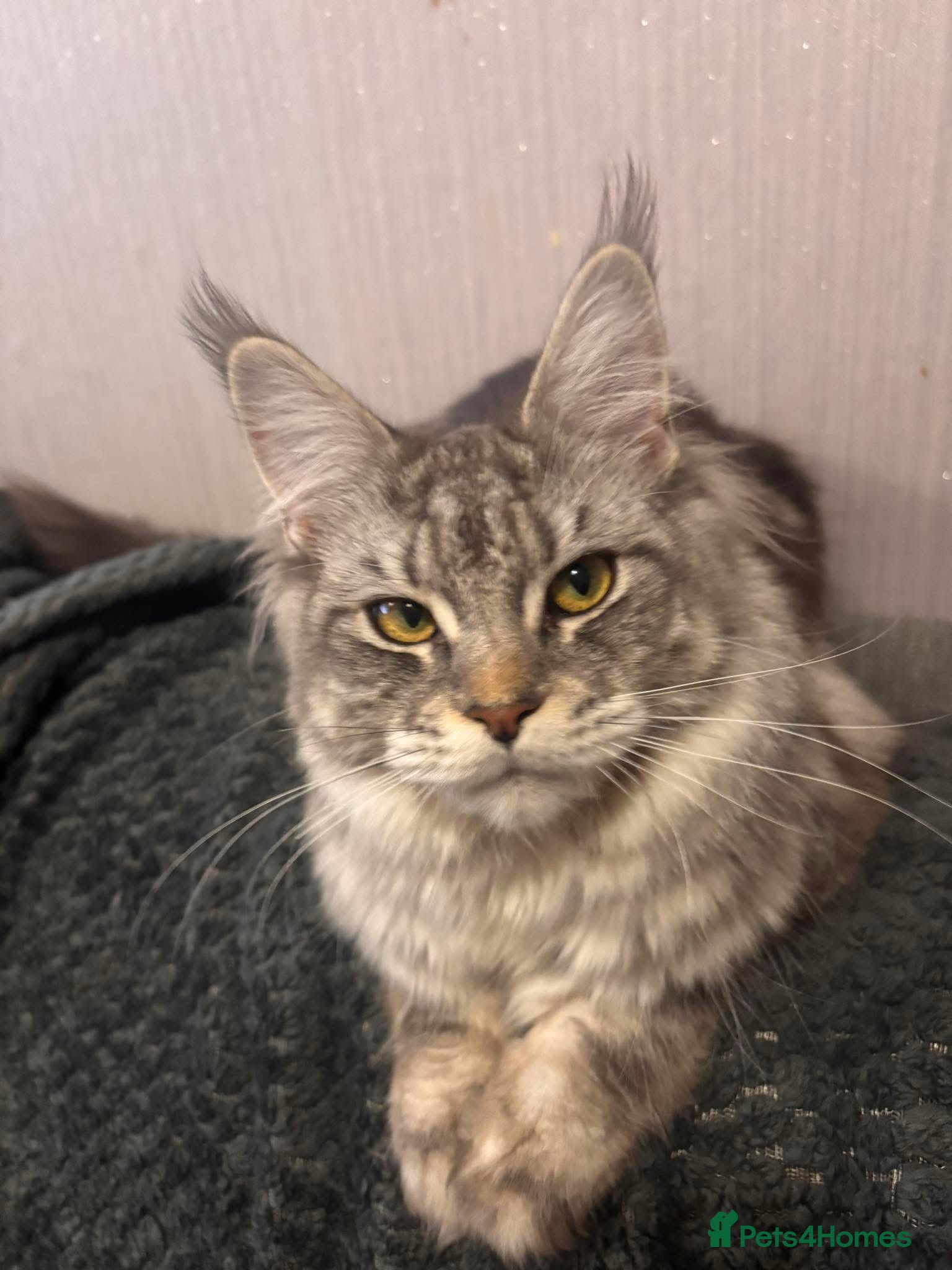 Maine Coon cats for sale: Sad rehoming Maine coon Bella - Advert 4