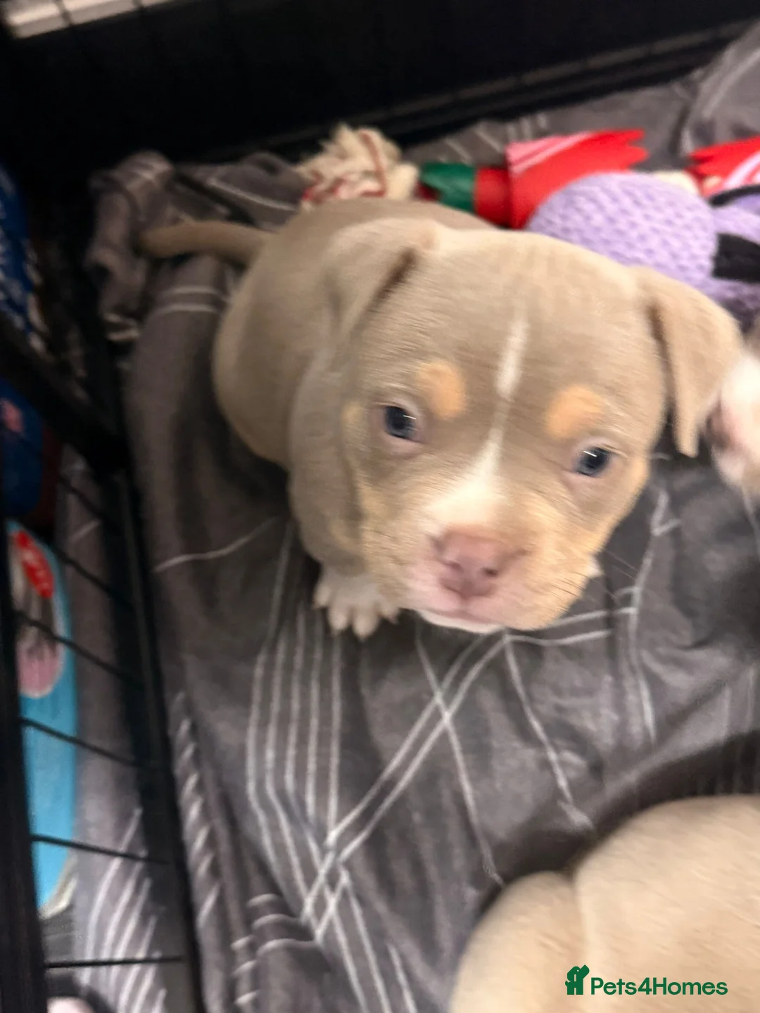 American Bully dogs for sale: American pocket bully’s 🇺🇸 🦍 - Advert 9