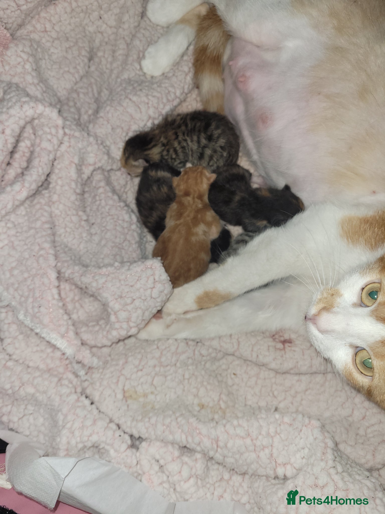 Mixed Breed cats 6 beautiful kittens  - Advert 4