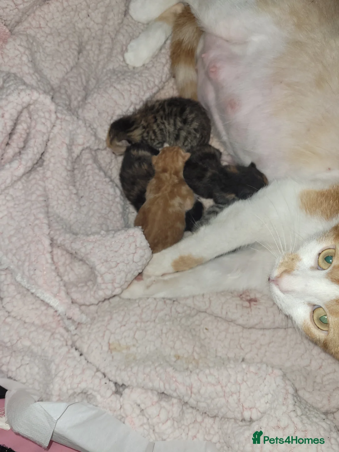 Mixed Breed cats for sale: 6 beautiful kittens  - Advert 1