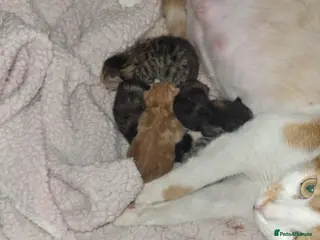 Mixed Breed cats 6 beautiful kittens - Advert 4