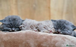 British Shorthair cats for sale: Lilac & Iconic Blue British Shorthair Kittens GCCF - Image 2