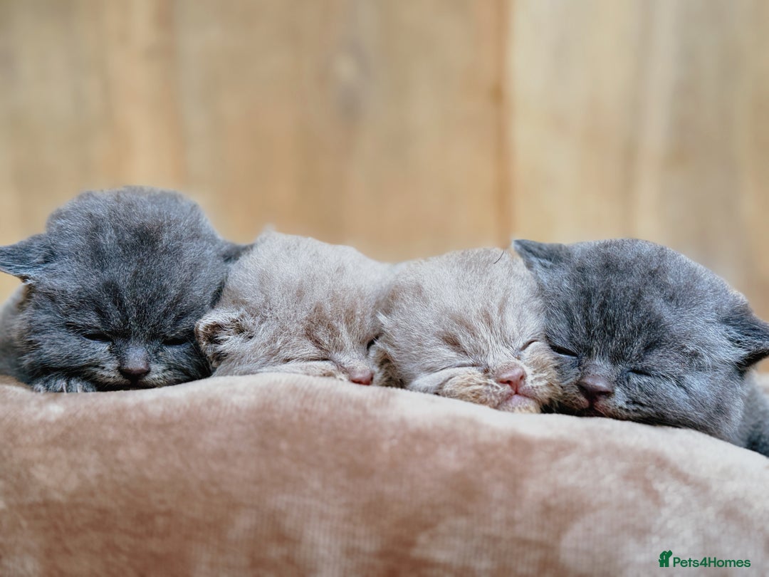 British Shorthair cats for sale: Lilac & Iconic Blue British Shorthair Kittens GCCF - Image 2