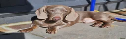 Miniature Dachshund dogs for sale: Stunning little miniature dachshunds  - Advert 6