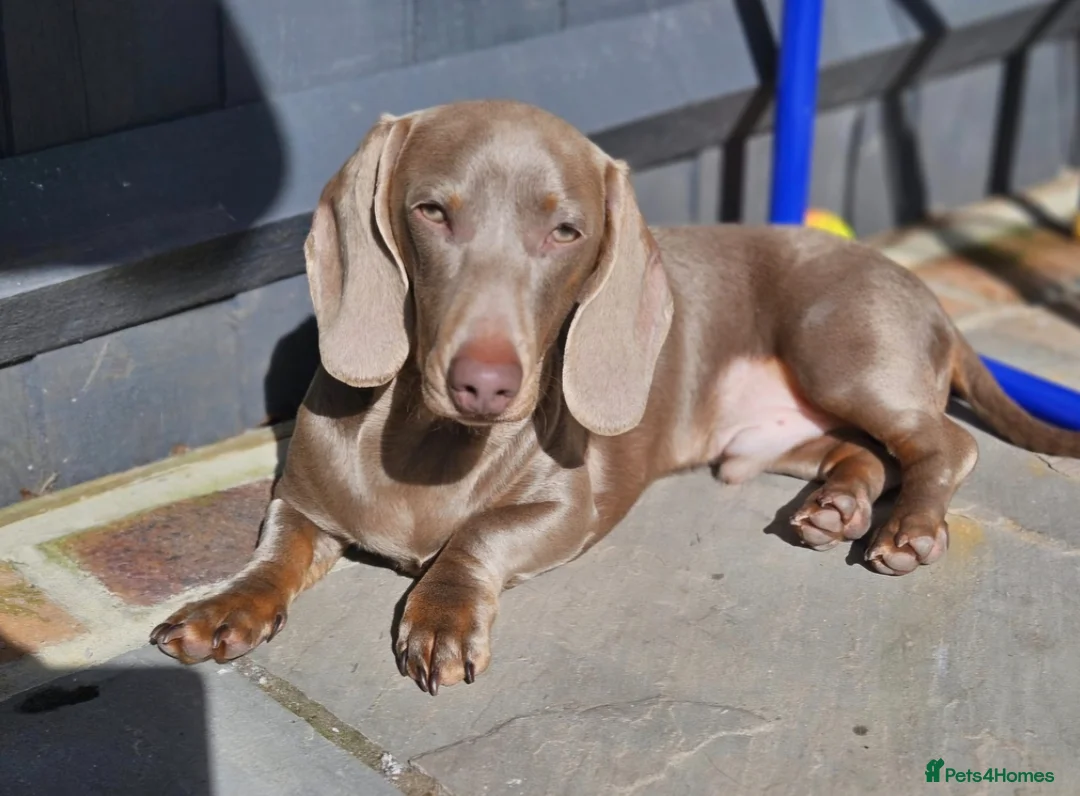 Miniature Dachshund dogs for sale: Stunning little miniature dachshunds  - Advert 6
