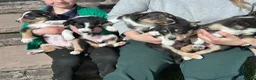 Mixed Breed dogs for sale: Beautiful tri colour border collie pups in Builth Wells - Advert 5