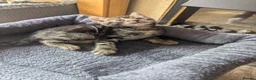 Mixed Breed cats for sale: Beautiful British short hair X - Advert 11