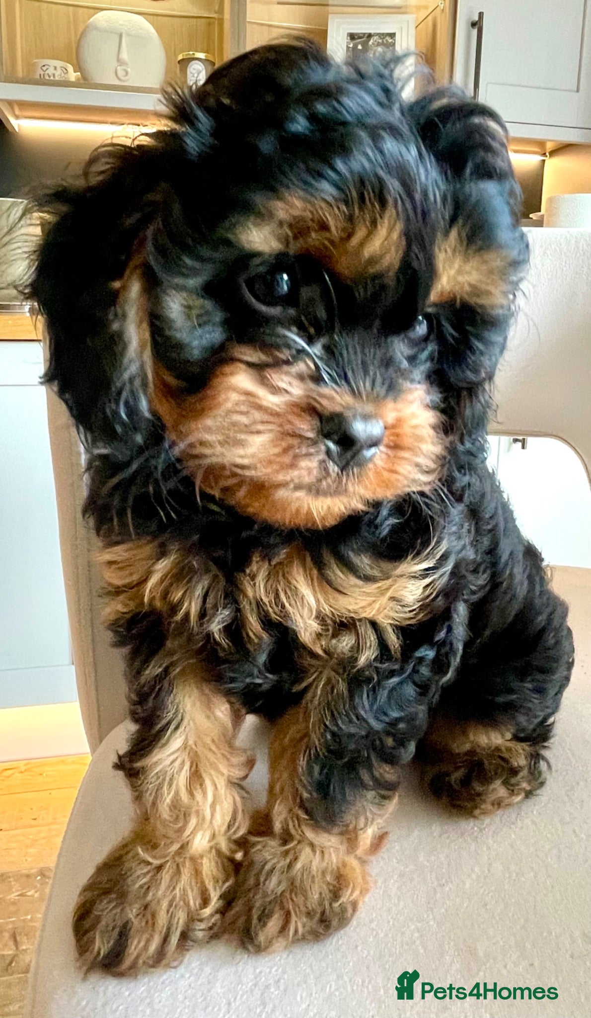 Cavapoo dogs Perfect Cavapoo pups - Advert 18