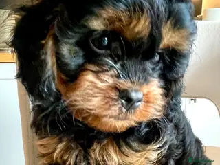 Cavapoo dogs Perfect Cavapoo pups - Advert 18