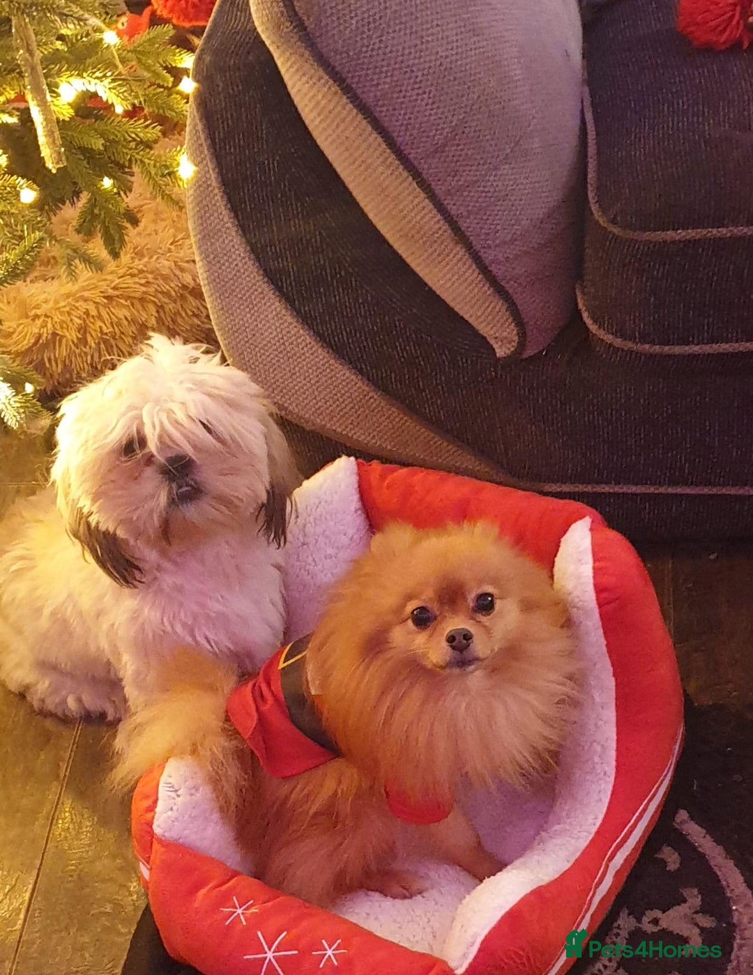 Mixed Breed dogs for sale: Pom x shih tzu pups  - Image 4