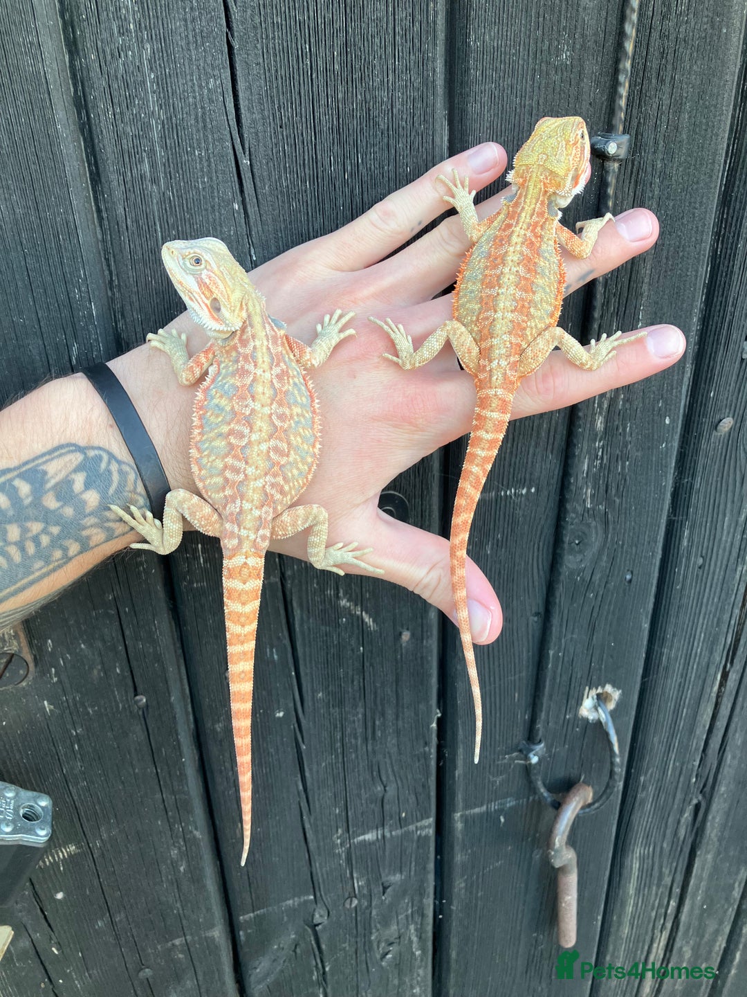 Bearded Dragon reptiles for sale: Various Bearded Dragon Morphs in Downham Market - Image 21