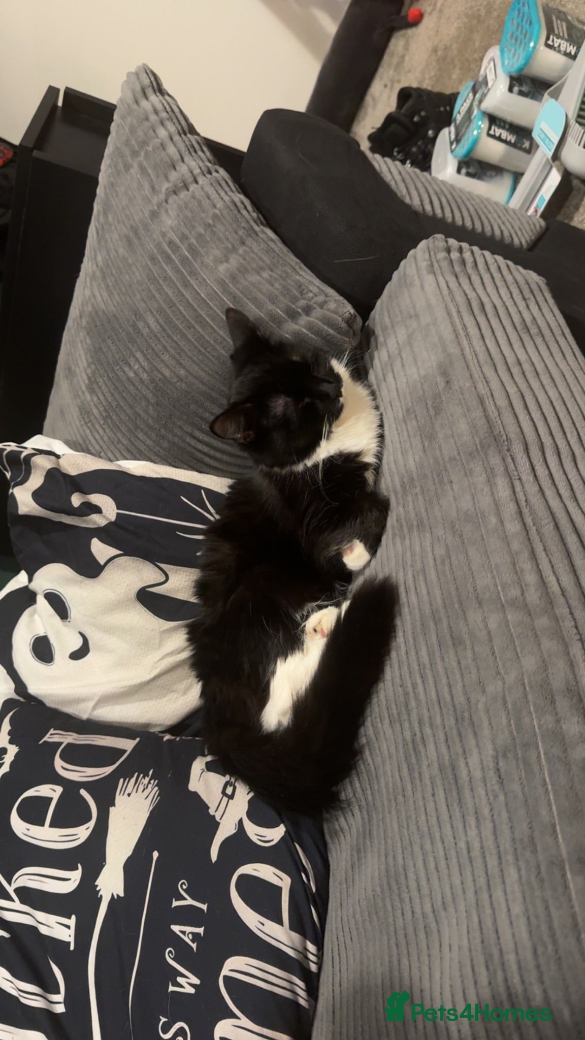 Domestic Shorthair cats Freya domestic long hair  - Advert 17