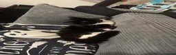 Domestic Shorthair cats for sale: Freya domestic long hair  - Advert 1