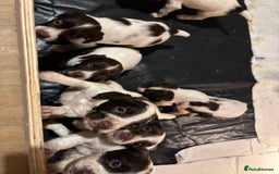 English Springer Spaniel dogs for sale: 7 springer spaniel puppies. Both parents working - Advert 3