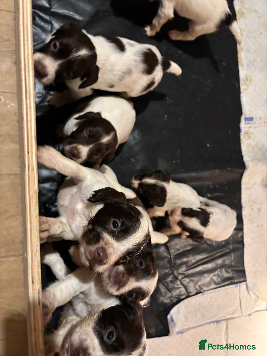 English Springer Spaniel dogs for sale: 7 springer spaniel puppies. Both parents working - Advert 3