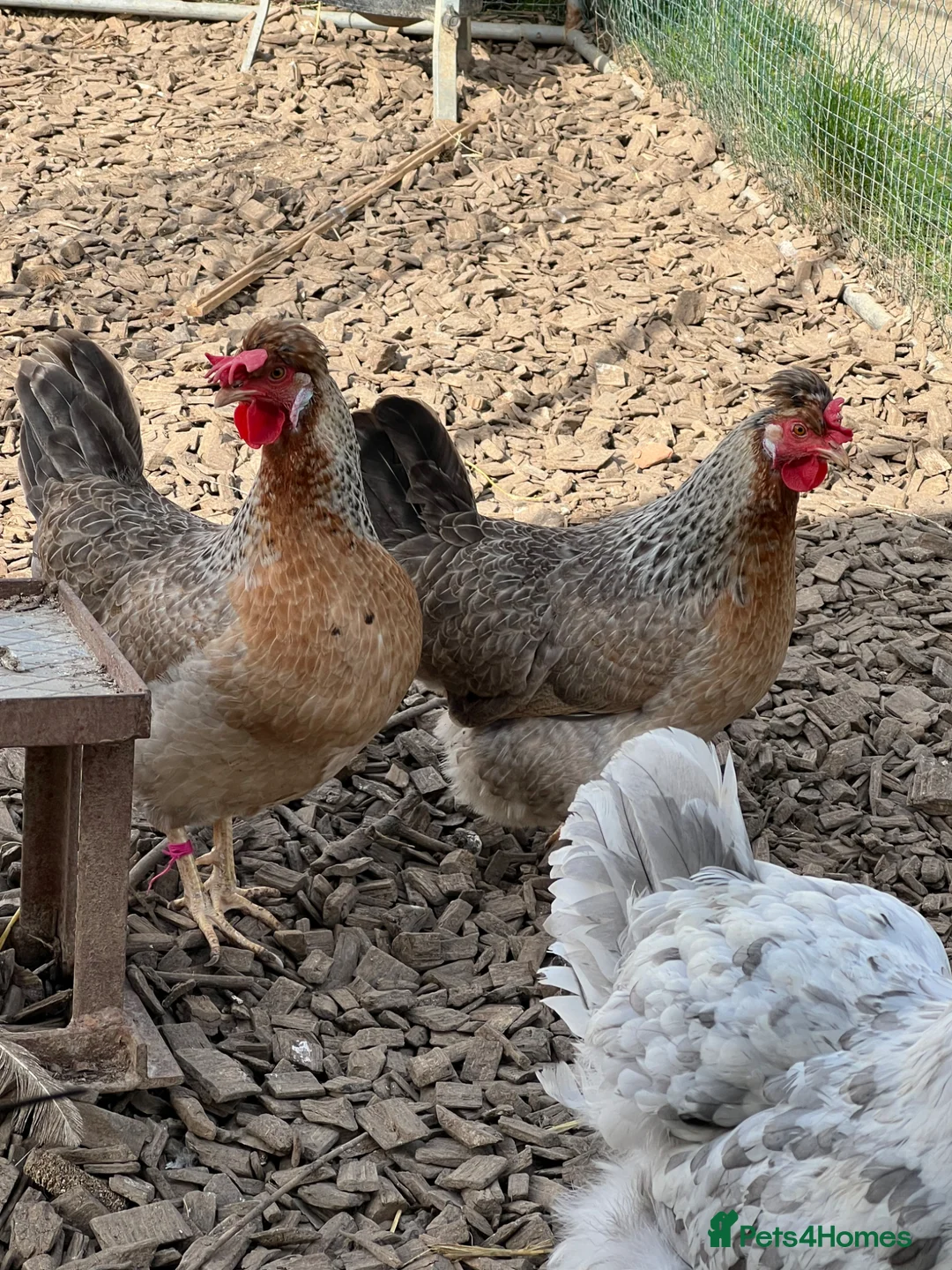 Chickens poultry for sale: 4 x 1 year old Crested Cream Legbar hens  - Advert 2