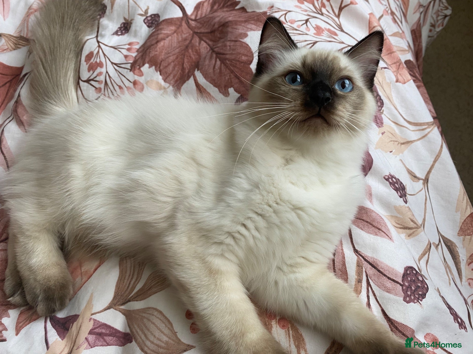 Ragdoll cats GCCF Ragdoll kittens - Advert 10