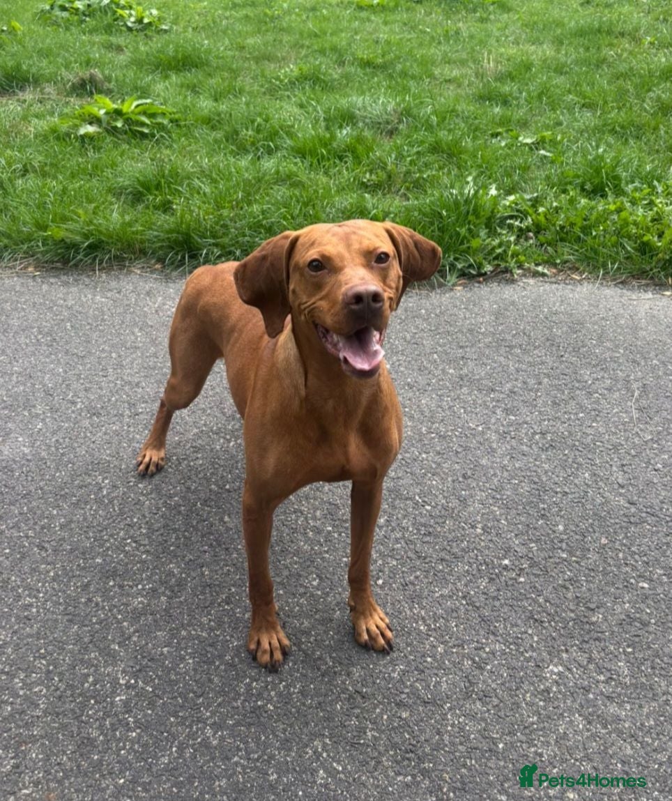 Hungarian Vizsla dogs 5 Year Old Hungarian Vizsla  - Advert 1