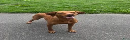 Hungarian Vizsla dogs for sale: 5 Year Old Hungarian Vizsla  - Advert 1