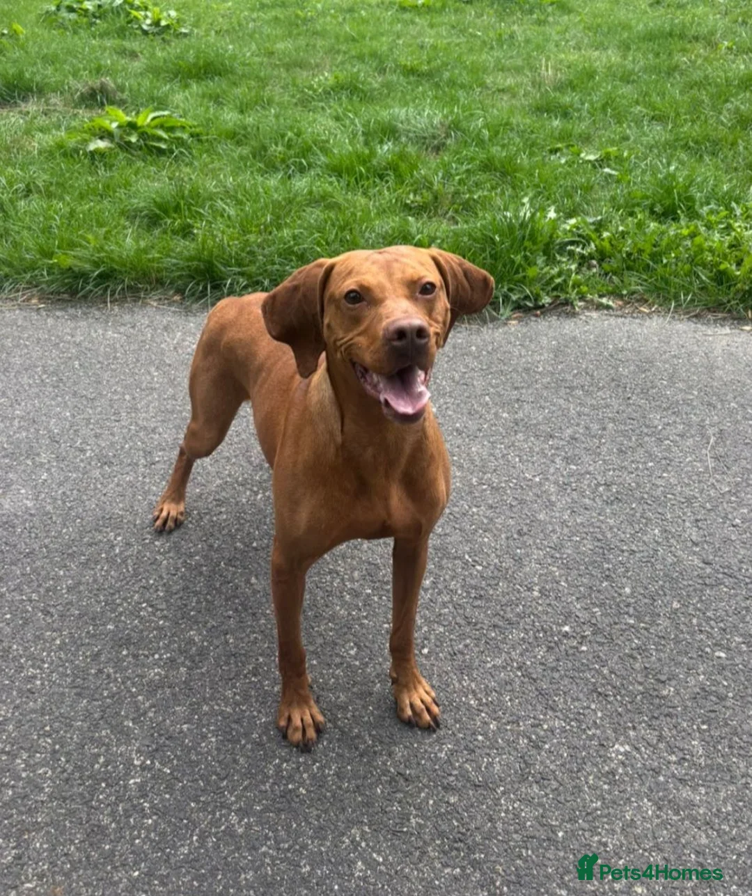 Hungarian Vizsla dogs for sale: 5 Year Old Hungarian Vizsla  - Advert 1