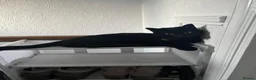 Domestic Shorthair cats for sale: Wendy - Black Cat 🐈‍⬛ - Advert 4