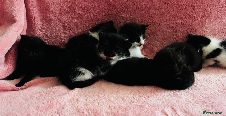 Mixed Breed cats Half Russian blue kittens  - Advert 13