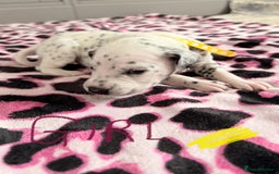 Dalmatian dogs for sale: Stunning KC Reg Dalmatian puppies  in Bristol - Image 35