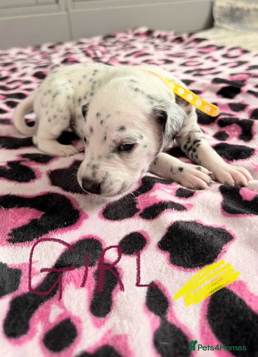 Dalmatian dogs for sale: Stunning KC Reg Dalmatian puppies  in Bristol - Image 35