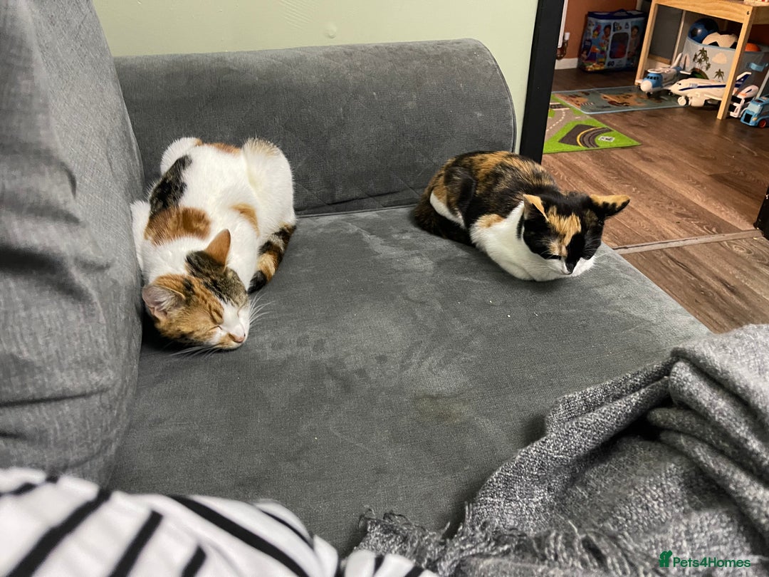 Mixed Breed cats for sale: Black and white female - Image 6