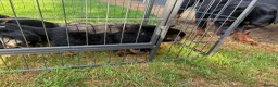 Rottweiler dogs for sale: 🏆🐾 5STAR BREEDERS🐾🏆KC REG girl and boys 💖💙 - Advert 9