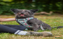 Mixed Breed dogs for adoption: Moflea would love a home in Waltham Abbey - Image 1