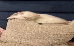 British Shorthair cats for sale: British Shorthair golden and silver - Image 8